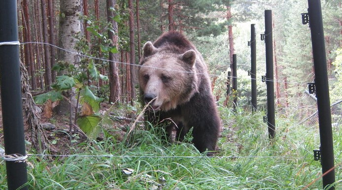 природа животные медведи Болгария